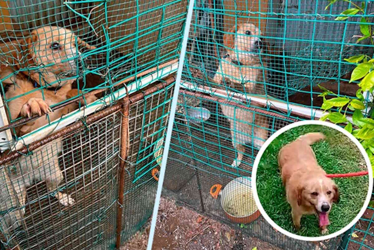 cagnolina varese per siti.jpg