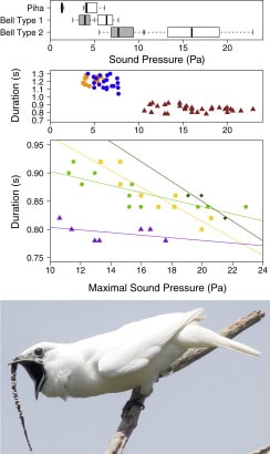 Questo è l’uccello più rumoroso del mondo: il suo canto è più forte di un concerto a Milano 2 campanaro bianco