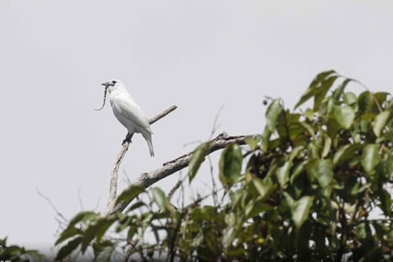 campanaro uccello.jpg
