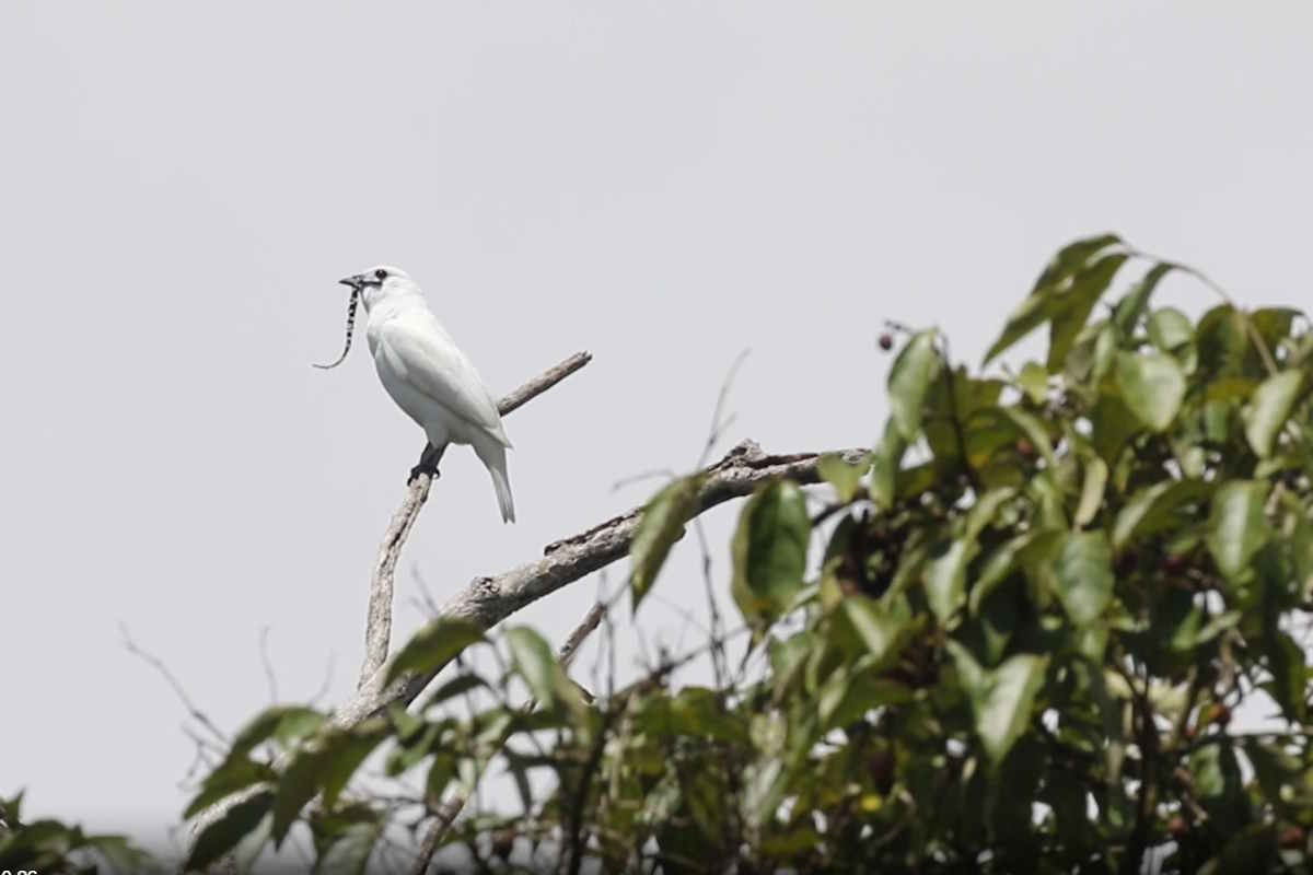 Questo è l’uccello più rumoroso del mondo: il suo canto è più forte di un concerto a Milano 1 campanaro uccello.jpg