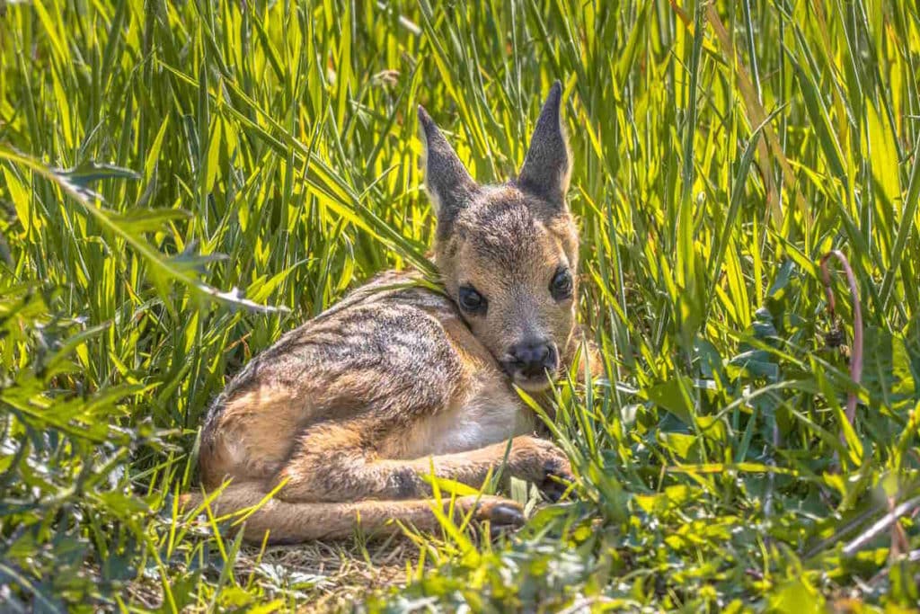 capriolo cucciolo.jpg
