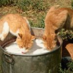 cats drinking milk m.jpg