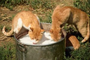 cats drinking milk m.jpg