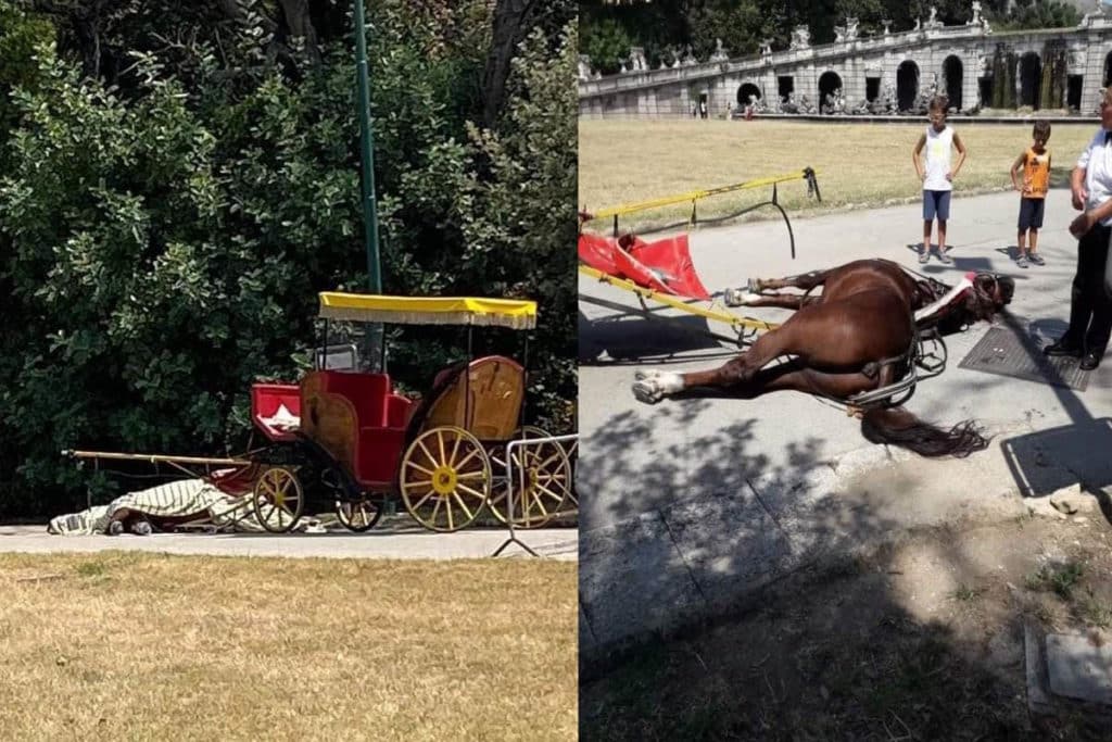 cavallo morto caldo condanna.jpg