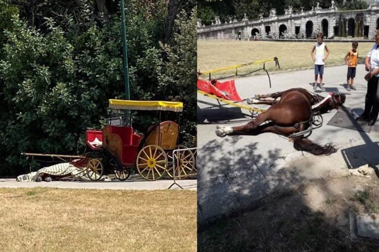 Condanna di un anno per l’ex-vetturina del cavallo collassato per il caldo nella Reggia di Caserta, i giudici riconoscono le sue responsabilità nell’ingiusta morte 9 cavallo morto caldo condanna.jpg