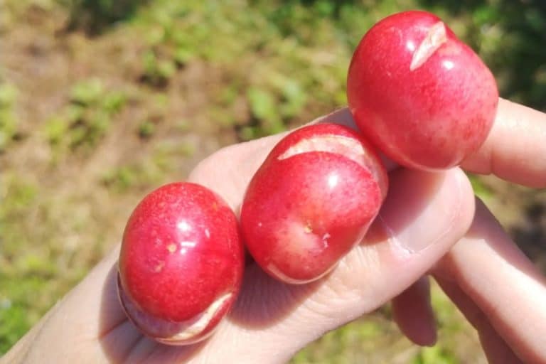 Le ciliegie nei campi sono così: tutte spaccate, rovinate da piogge e gelate (raccolto a rischio in Veneto) 3 ciliegie spaccate.jpg