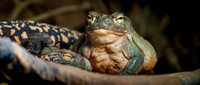 colorado river toads m.jpg