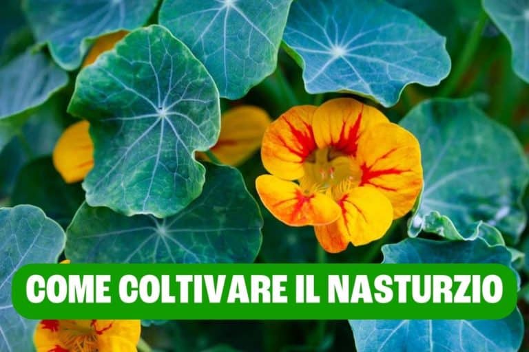 Nasturzio: come coltivare il fiore che si può anche mangiare 10 come coltivare nasturzio.jpg