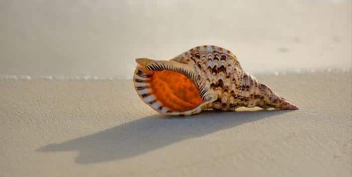 conch shell m.jpg