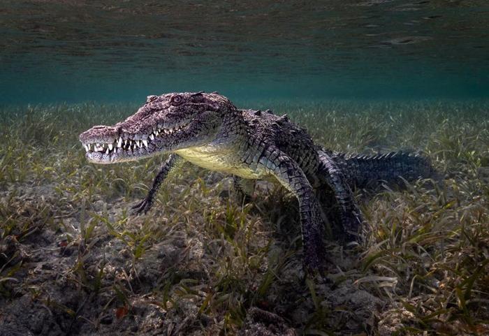 cuban croc underwater m.jpg