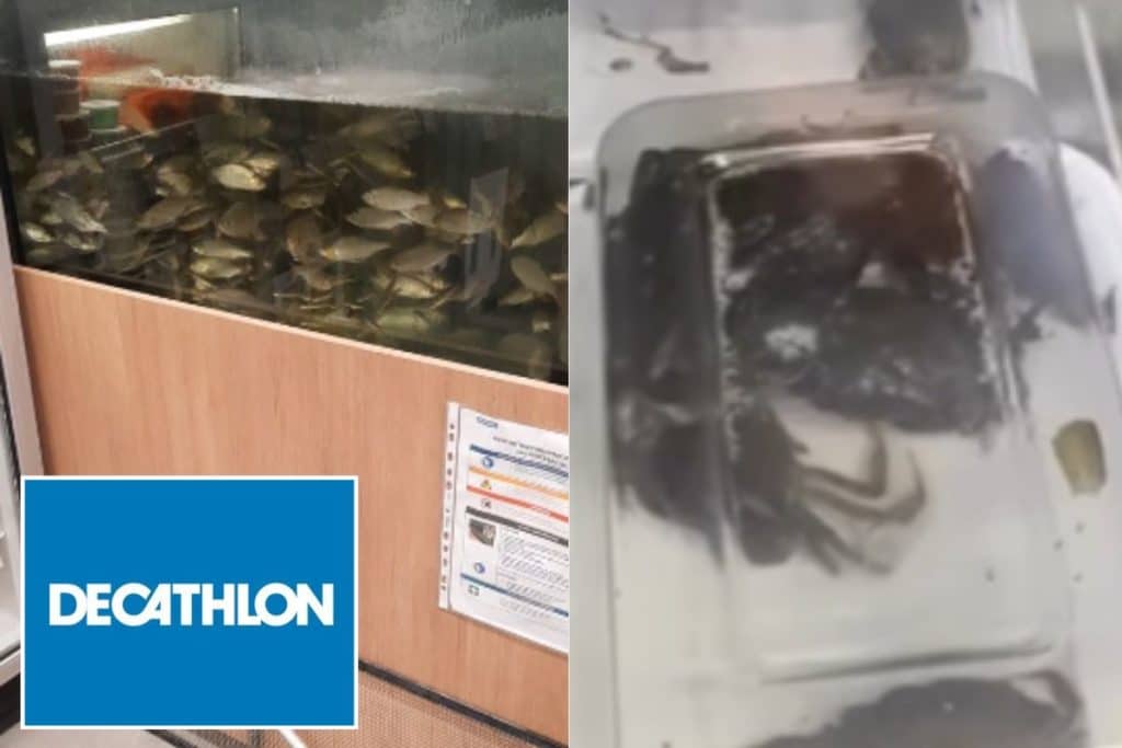 decathlon francia.jpg