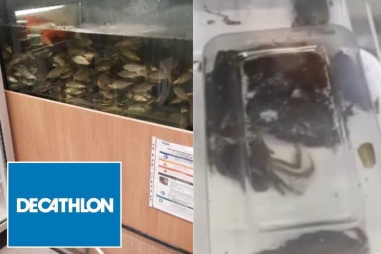 Pesci e granchi venduti vivi come esche da pesca, le immagini da brividi di Decathlon Francia (la petizione) 2 decathlon francia.jpg
