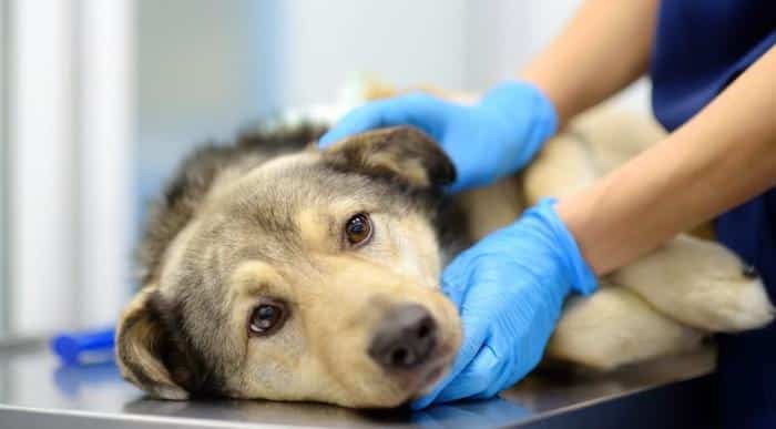 dog at the vets m.jpg