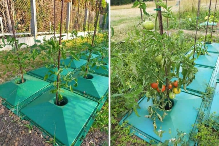 Più pomodori con meno acqua: queste innovative piastre ne fanno risparmiare il 40% (e proteggono la pianta dalle muffe) 2 ecolo5 1.jpg