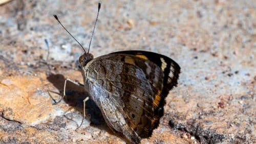 falene 500x282.jpg