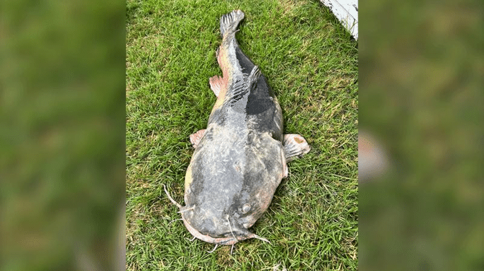 flathead catfish m.png