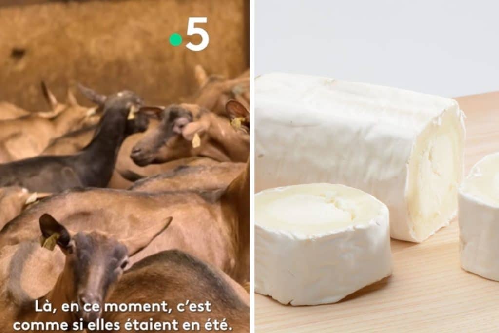 formaggio capra inchiesta francese.jpg