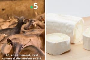 formaggio capra inchiesta francese.jpg