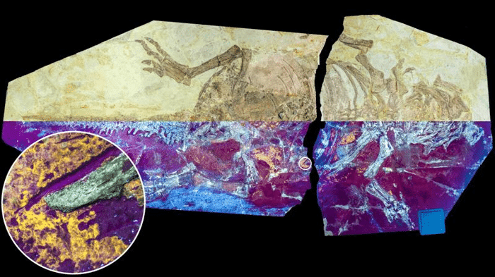 fossil skin m.png