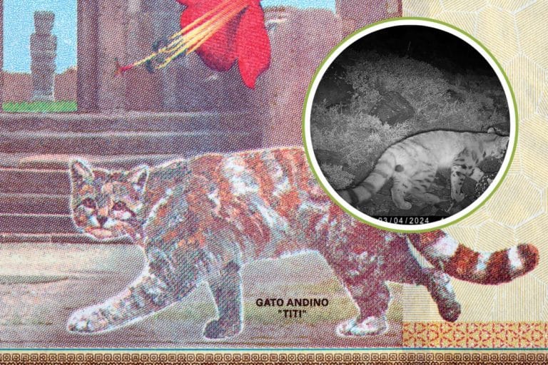 gatto andino cover.jpg