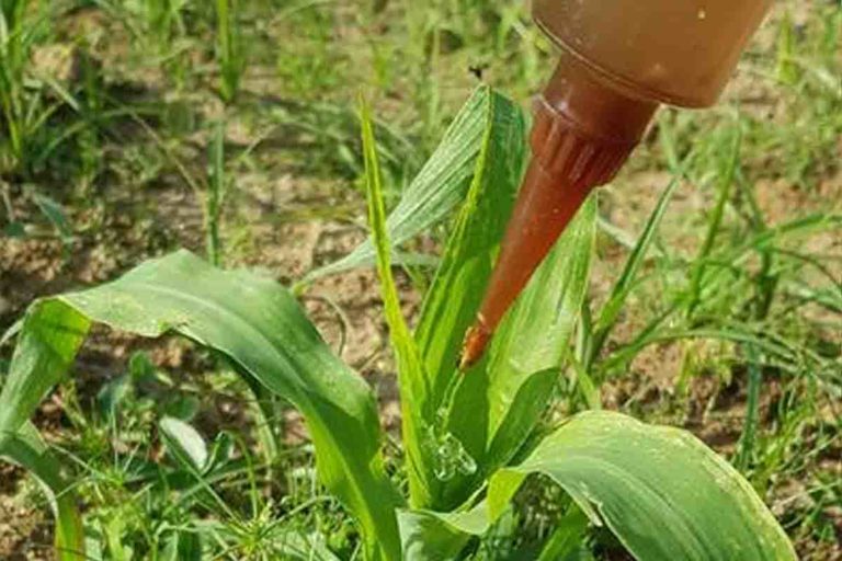 gel pieno di vermi nematodi per sostituire i pesticidi tossici.jpg