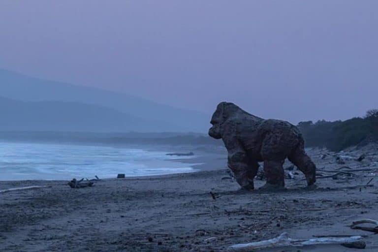 gorilla.jpg