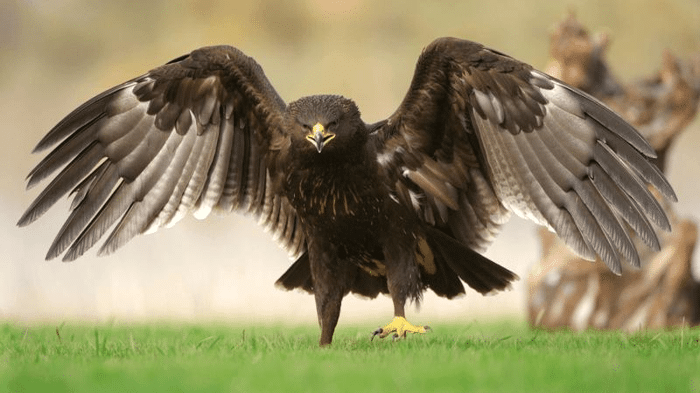 greater spotted eagle m.png