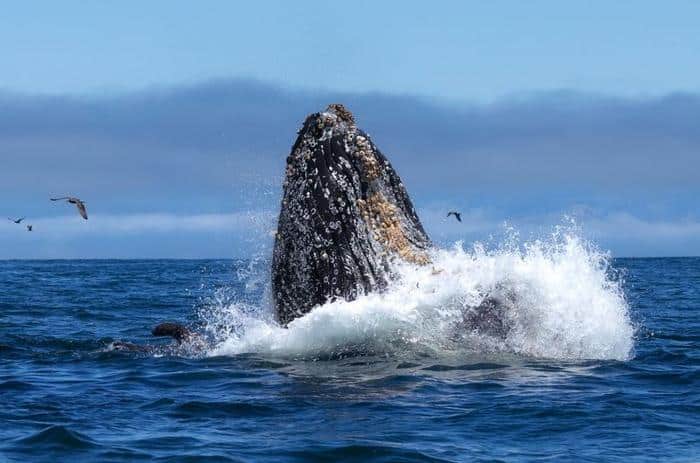 humpback whale m.jpg
