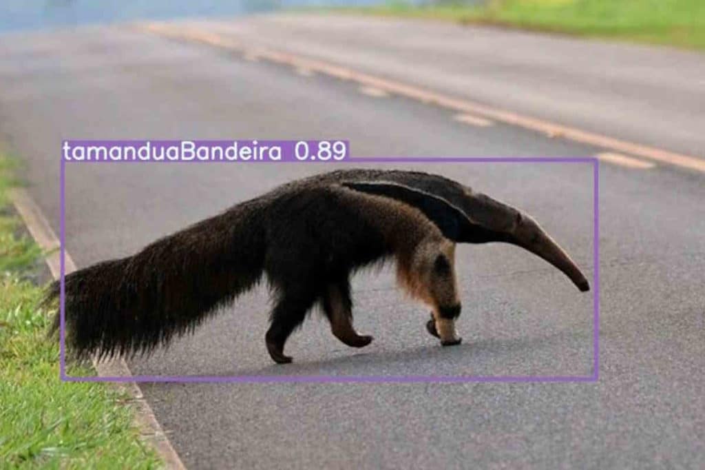 ia animali.jpg