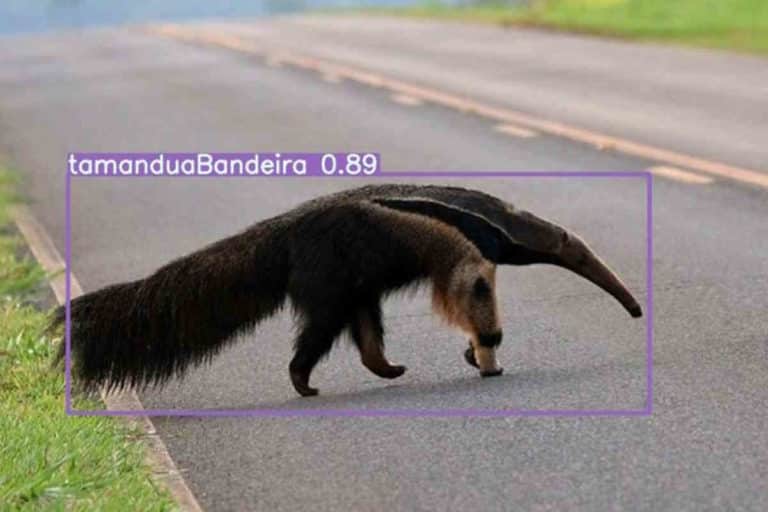 ia animali.jpg