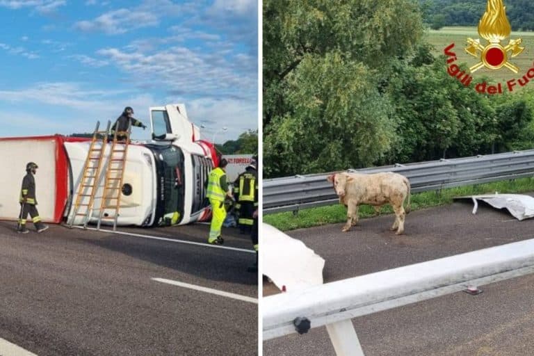 incidente mucche.jpg