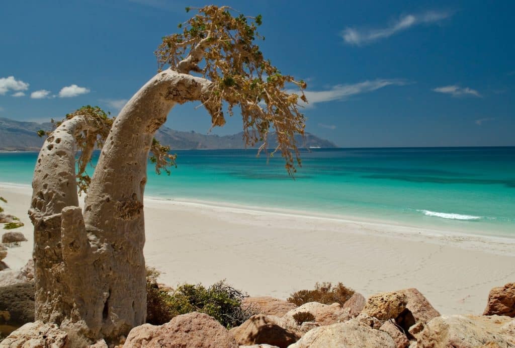 isola socotra.jpeg