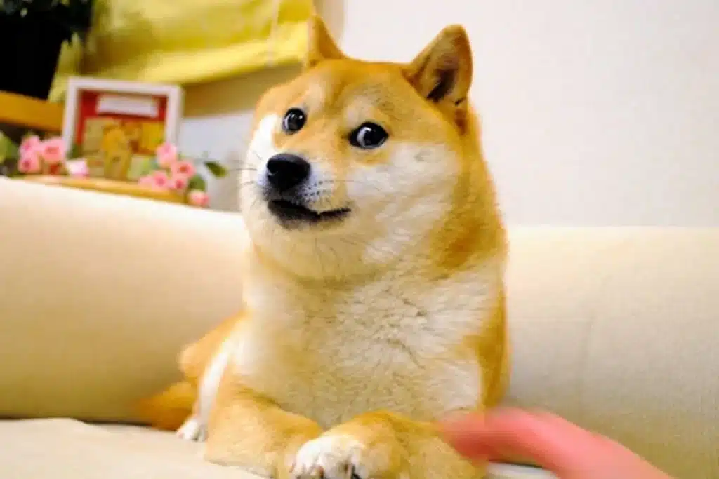 kabosu.webp