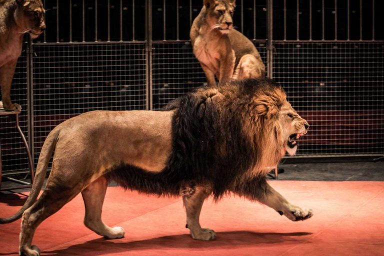 leone circo.jpg