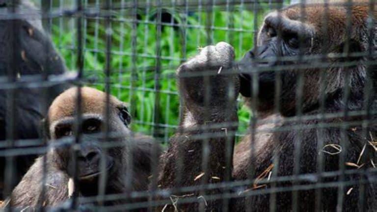 I gorilla dello zoo di Atlanta hanno inventato un nuovo verso per comunicare con gli esseri umani 5 m OIP 1 1.jpg