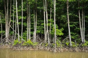 mangrovie.jpg