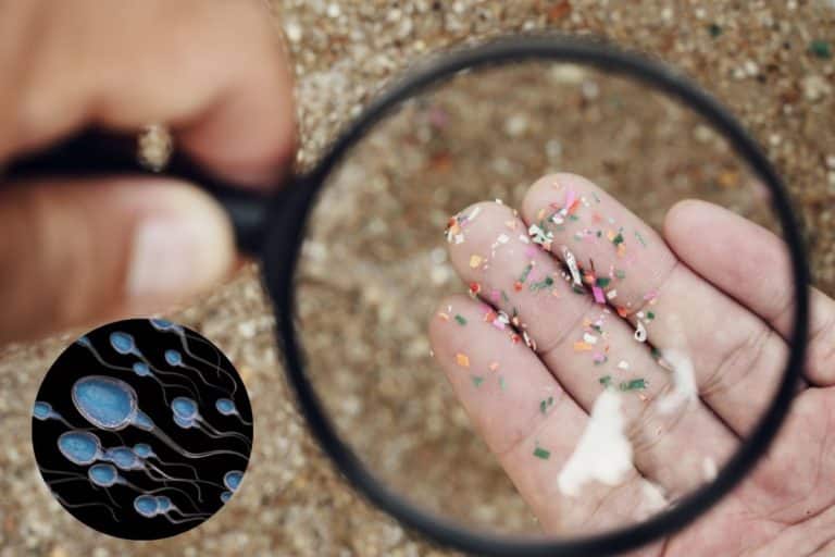 microplastiche testicoli.jpg