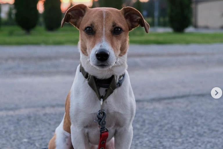 milo cane ucciso.jpg