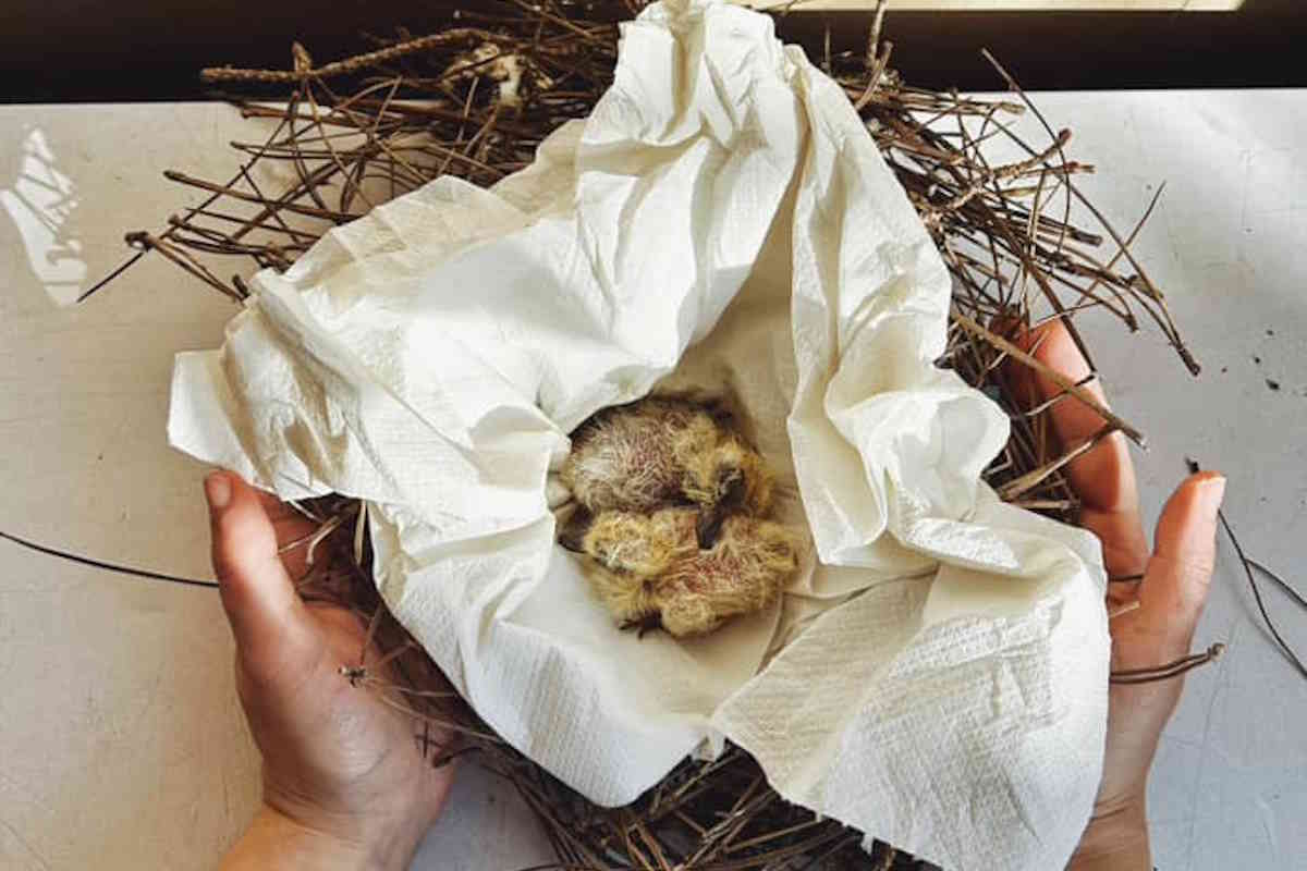 Alza il volume e ascolta il canto degli uccelli salvati a Roma, aiutiamoli adottando un nido! 1 nido.jpg