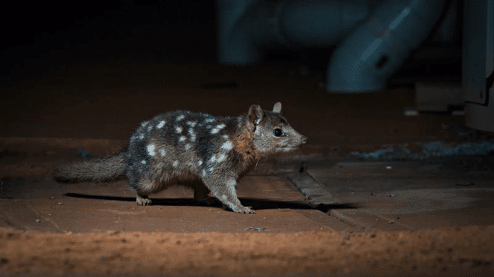 northern quoll m.png