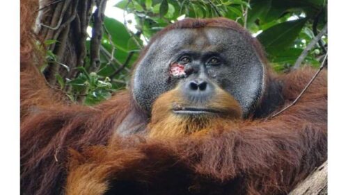 orangutan treats wound 1 500x281.jpg