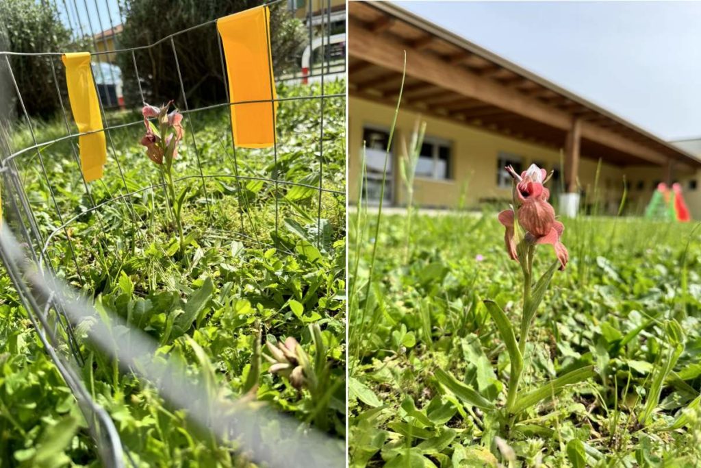 orchiedea nuova.jpg
