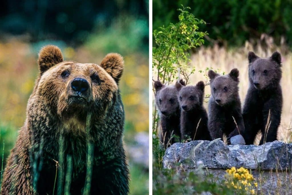 orsa marsicana cuccioli.jpg