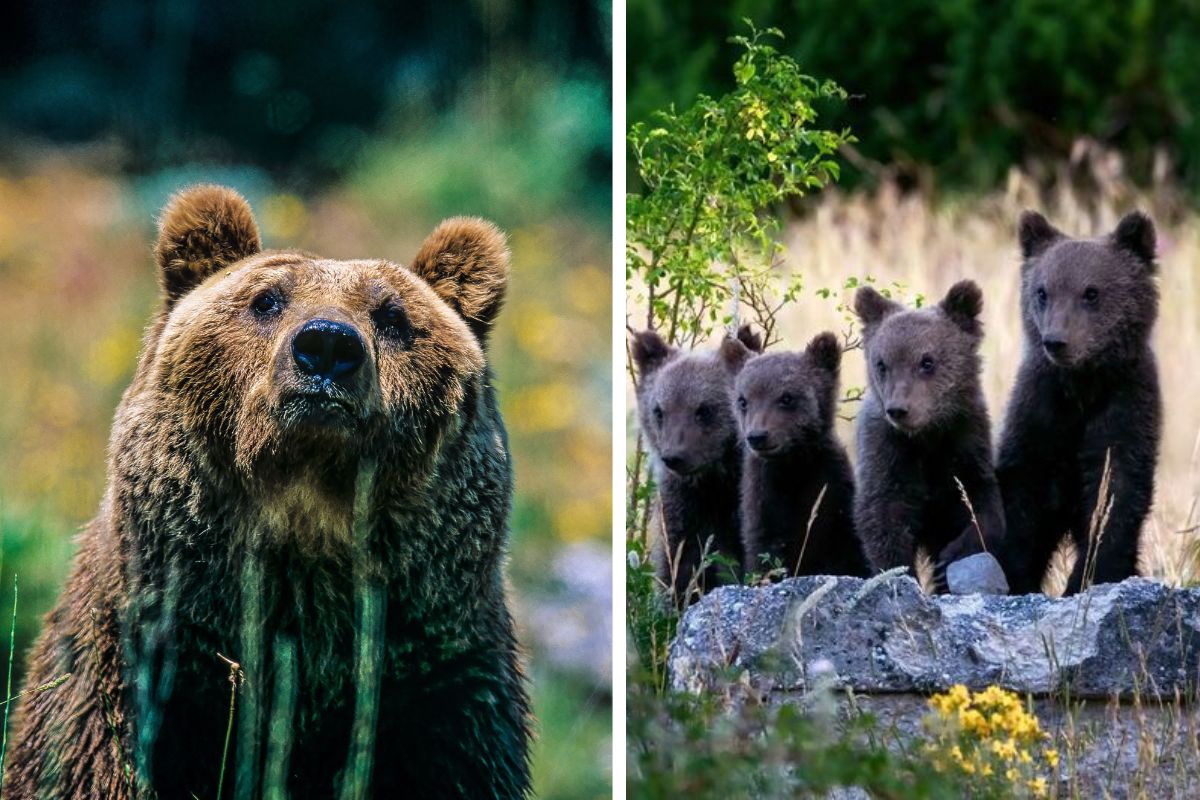 Buona festa della mamma anche alle madri del regno animale: l’esempio dell’orsa marsicana, tra le più premurose in natura 1 orsa marsicana cuccioli.jpg