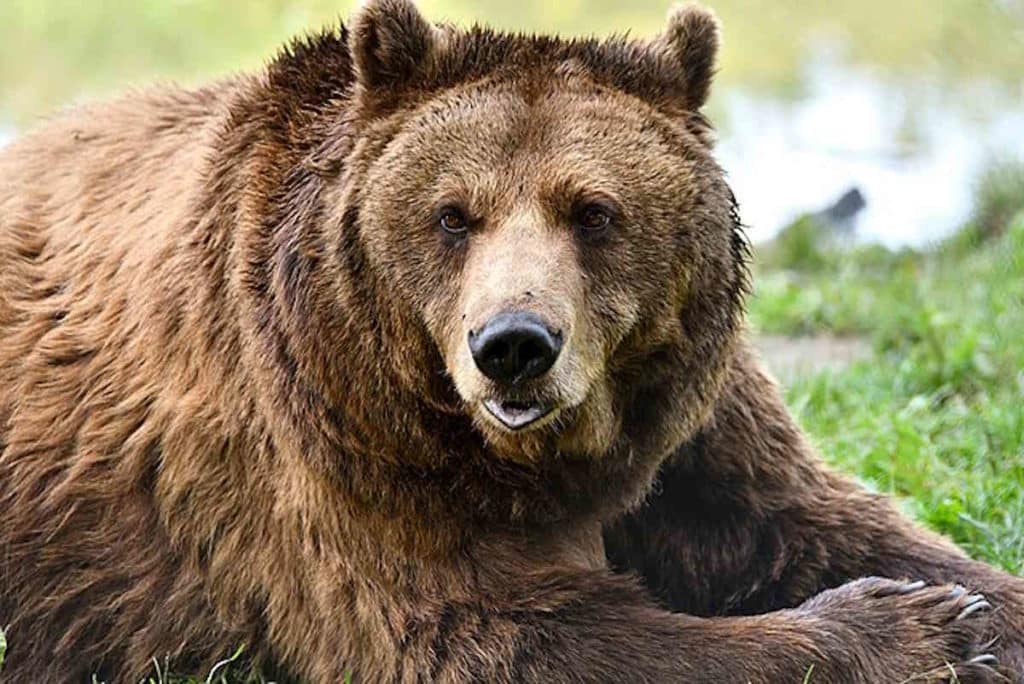 orso.jpg