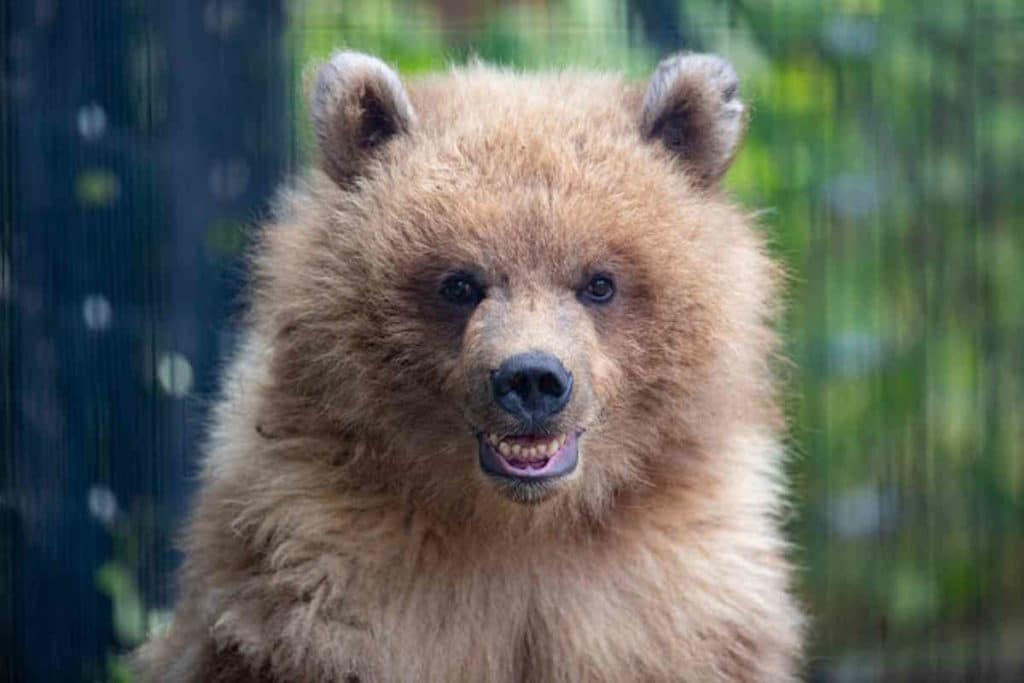 orso juniper.jpg