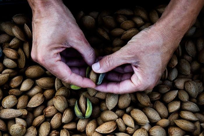 pair of hands removing the green hull of almonds above a big pile of almonds m.jpg