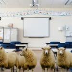 pecore scuola.jpg