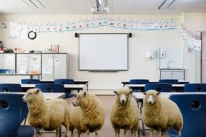 pecore scuola.jpg