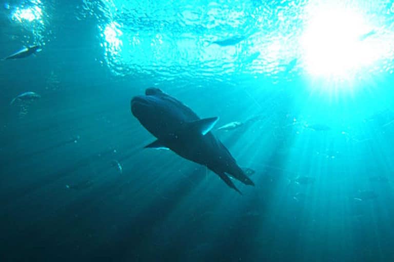 Cavalcare pesci per creare contenuti social: la nuova assurda tendenza 6 pesce napoleone.jpg